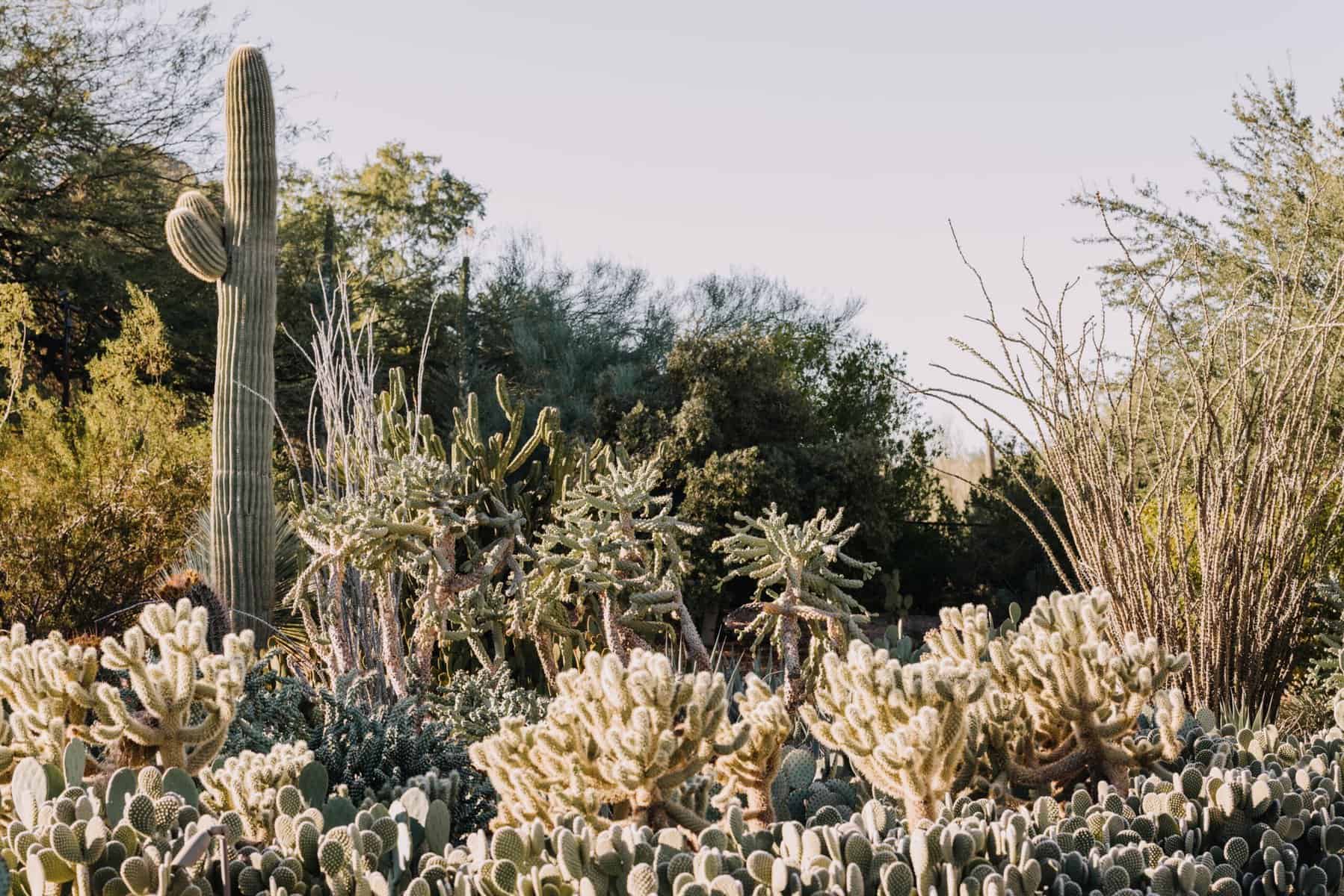 paradisevalley-arizona