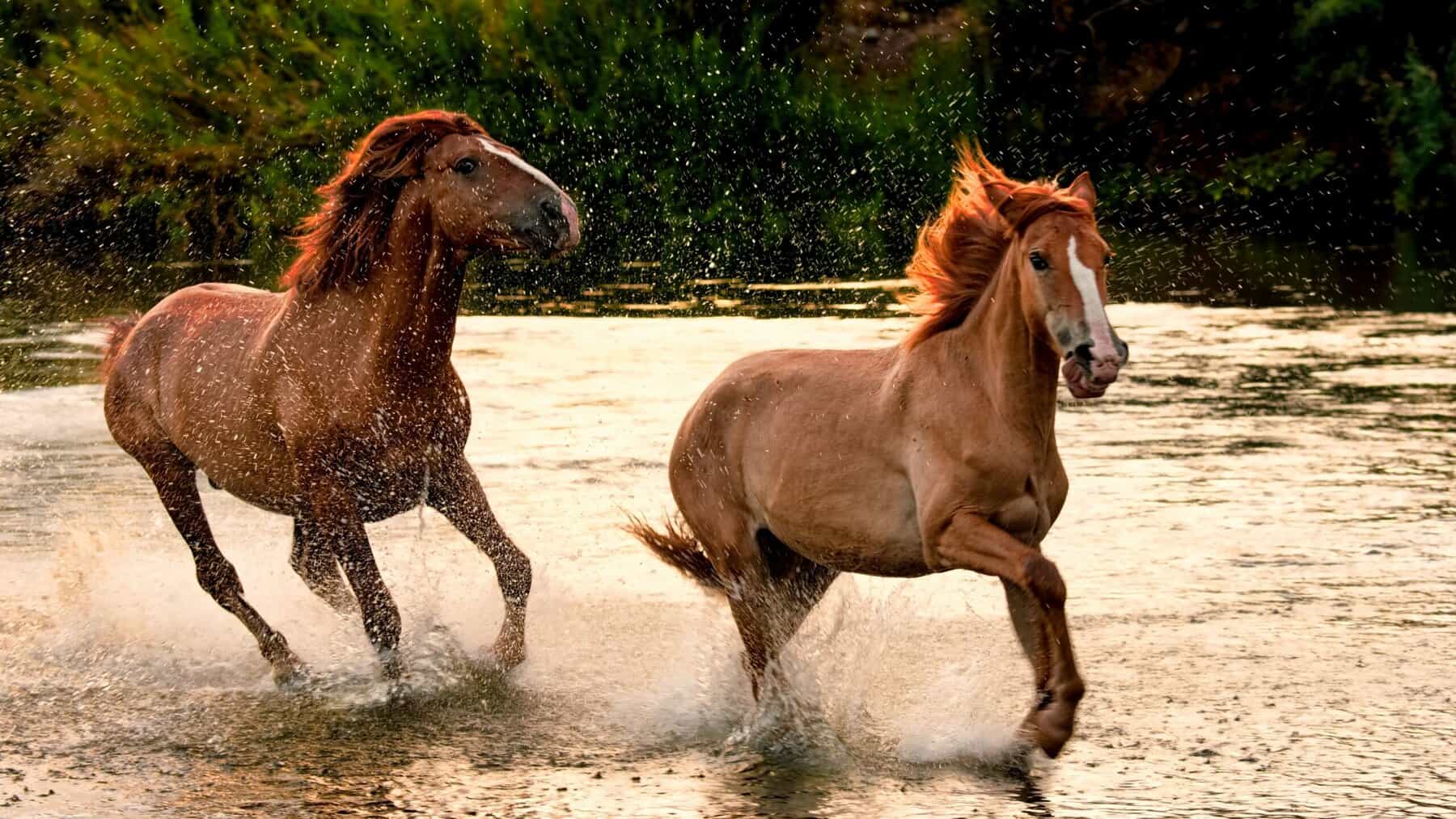 wild-horses-of-the-salt-river-apache-junction-az-2022-08-01-03-08-57-utc